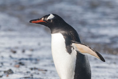 Close-up of penguin