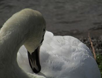 Close-up of swan on water