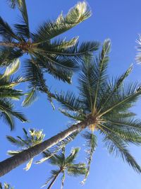 Low angle view of trees against clear blue sky