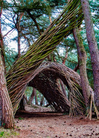 Low angle view of trees in forest