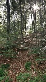 Trees growing in forest