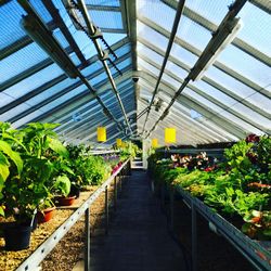 Plants in greenhouse