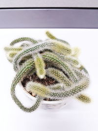 High angle view of potted plant against white background