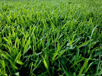 Full frame shot of fresh green field