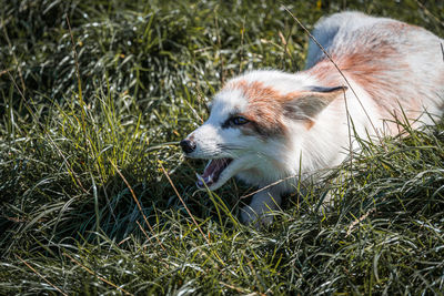 Close-up of dog on field