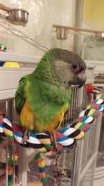 Close-up of parrot perching in cage