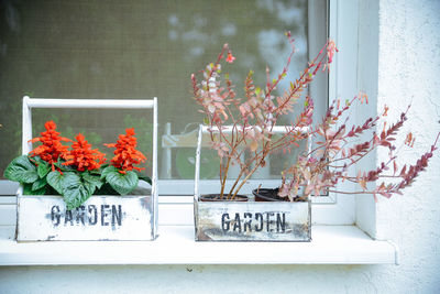 Close-up of flowers against window
