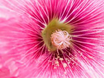 Full frame shot of pink flower
