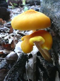 Close-up of mushrooms on the ground