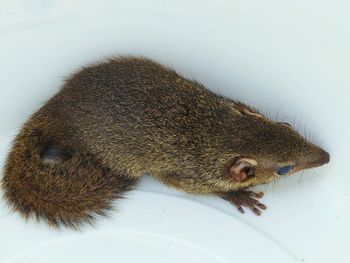 High angle view of an animal on white background