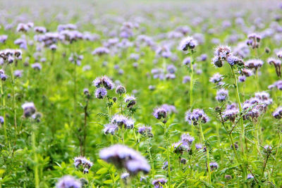 Close-up of purple wildflowers blooming in field