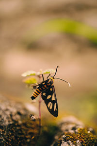 Close-up of butterfly