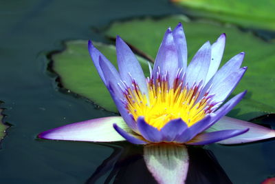 Close-up of water lily in lake