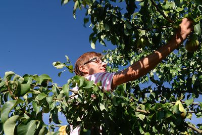 Low angle view of woman plucking leaves on tree