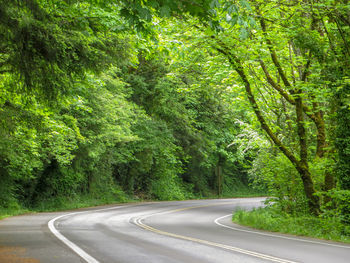 Empty road amidst trees in forest