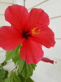 Close-up of red flower