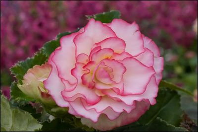 Close-up of pink rose