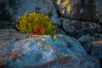 A small tree on the stone in the evening sun se time