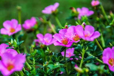 Close-up of pink flowering plants