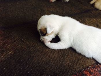 Cat sleeping on white wall