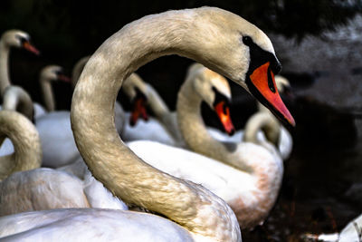 Close-up of swan in lake