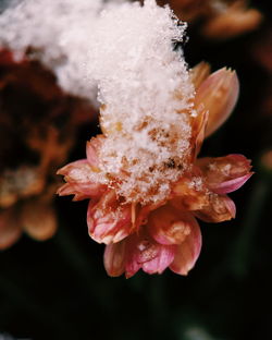 Close-up of frozen rose flower
