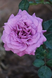 Close-up of pink rose flower