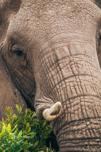 Close-up of elephant