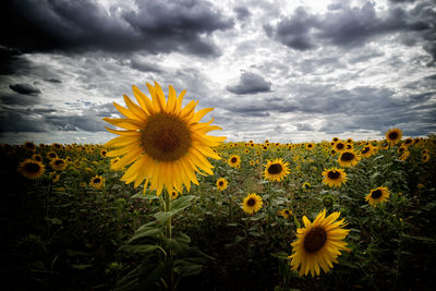 Sunflowers in field against cloudy sky