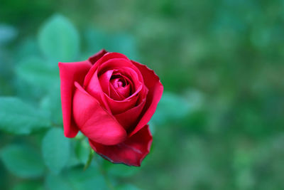 Close-up of red rose