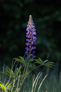 Close-up of purple flowering plant