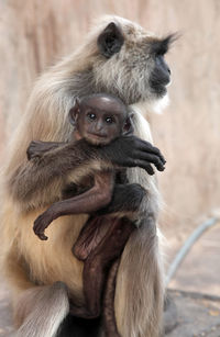 Side view of langur family outside temple
