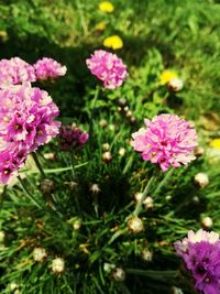 Close-up of pink flowers blooming outdoors