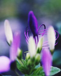 Close-up of pink flower