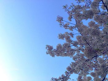 Low angle view of tree against blue sky