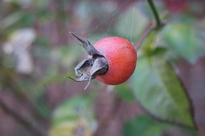 Close-up of red berries on plant