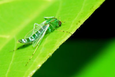 Close-up of grasshopper on leaf