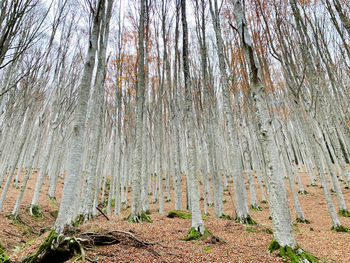 Plants growing on land in forest