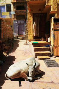 Cow resting in alley against house at village in rajasthan