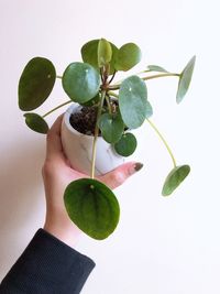 Midsection of person holding plant against white background