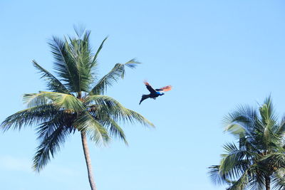 Indian female peacock is flying from the tree and blue sky on the background. 