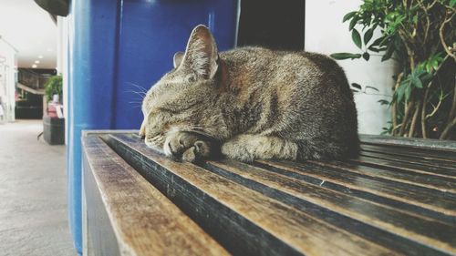 Close-up of a cat sitting on table