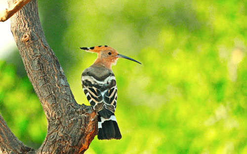 Close-up of bird perching on tree trunk