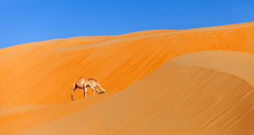 View of a desert