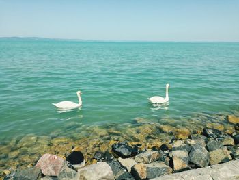 View of seagulls on rock