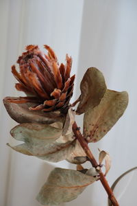 Close-up of wilted flower plant