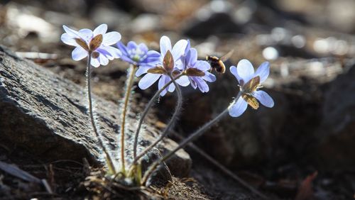 Close-up of purple flowering plant on field