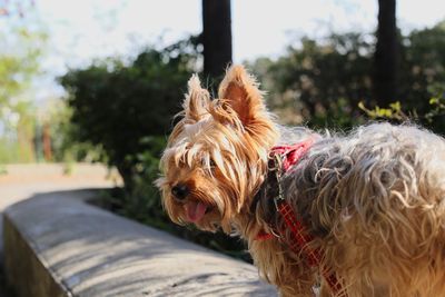 Close-up of a dog