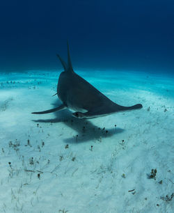 Fish swimming in sea