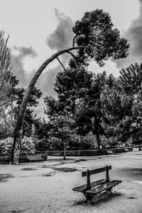 Trees against sky